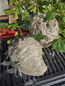 wasp_nest_removed_01