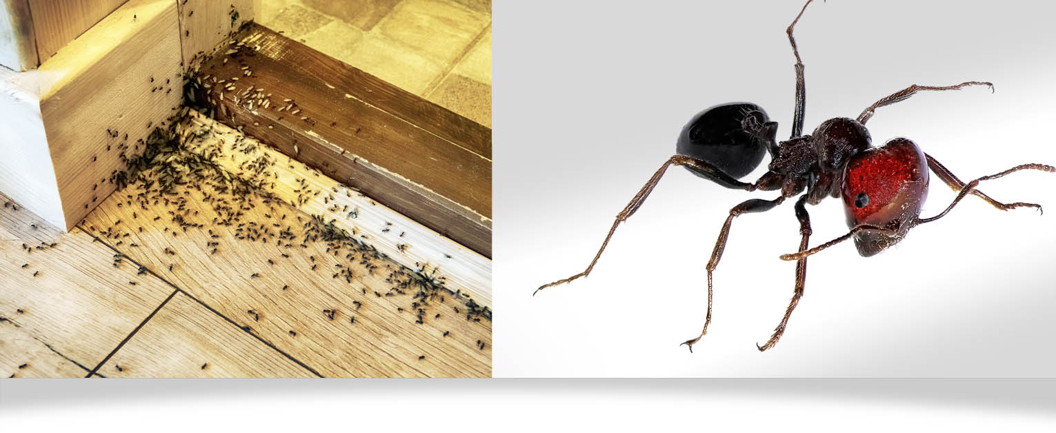 exterminate_header_ants