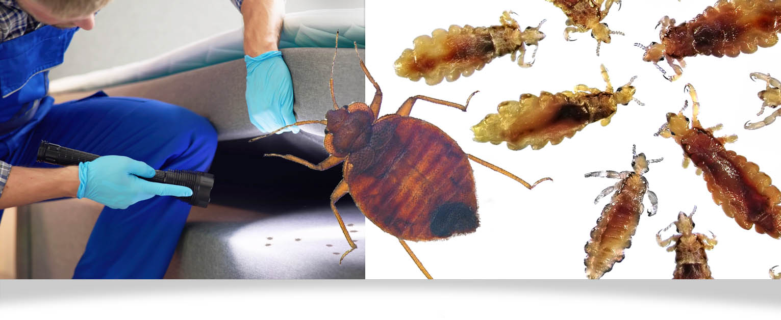 exterminate_header_bedbugs
