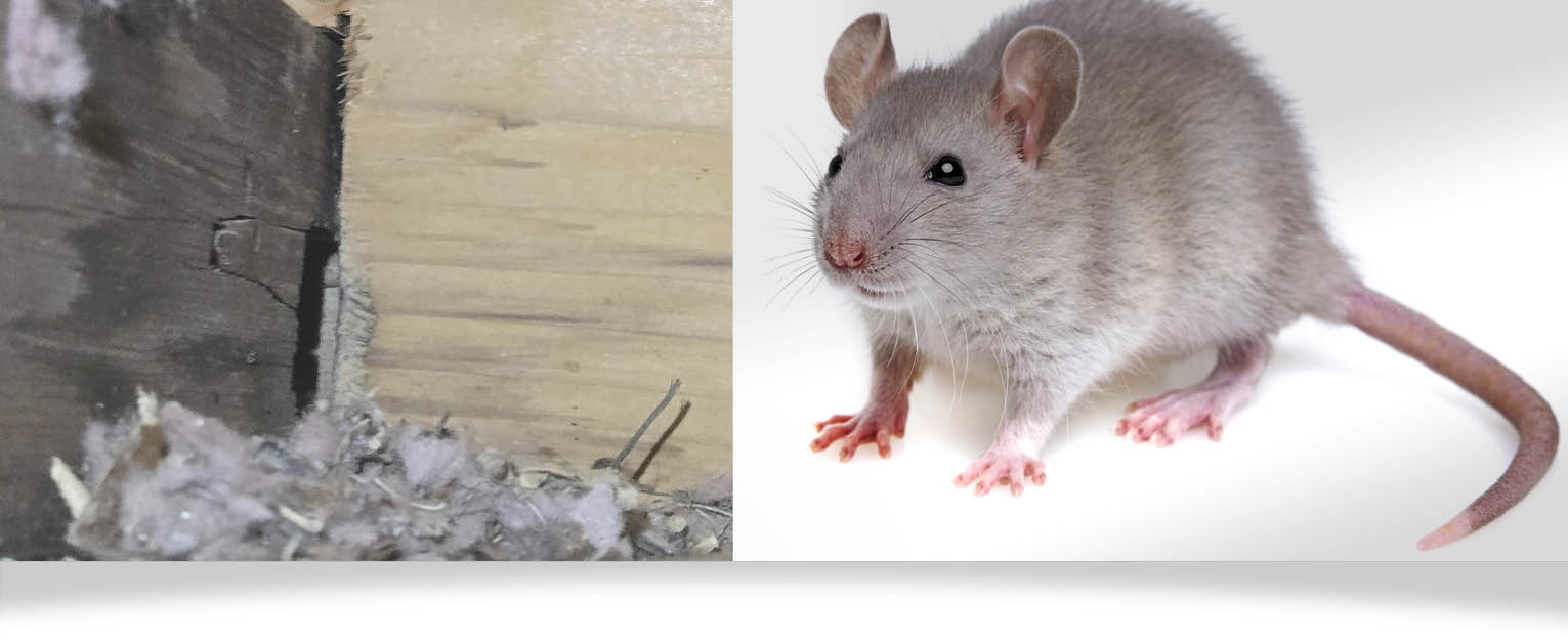 exterminate_header_mice-and-rats