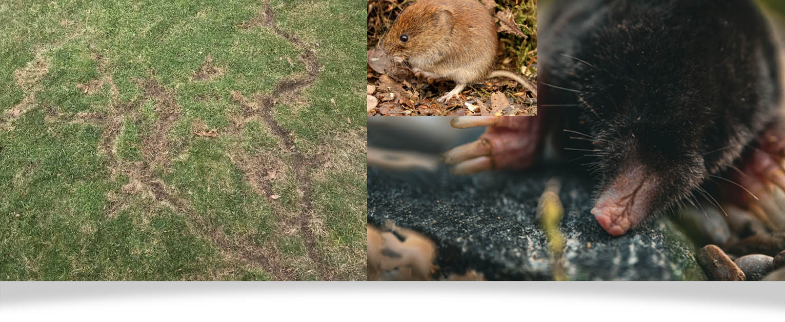 exterminate_header_moles & voles