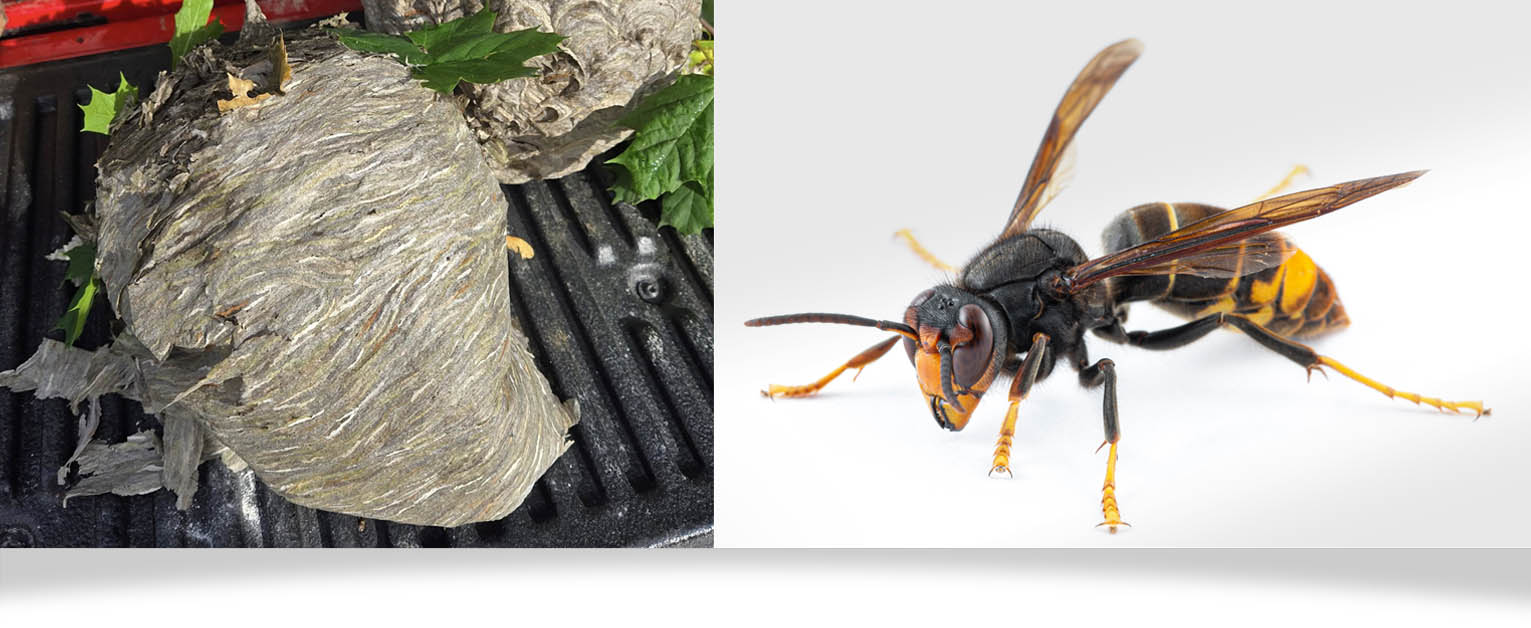 exterminate_header_stinging pests