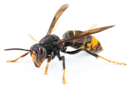 wasp01